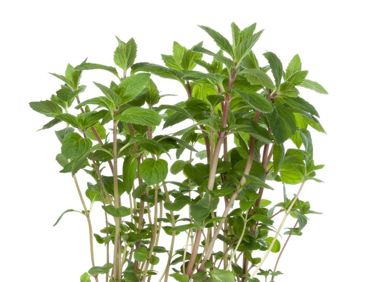 A small ginger mint plant growing against a white background