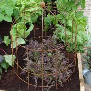 Elegrance Bell Cloche by Agriframes in a raised garden bed
