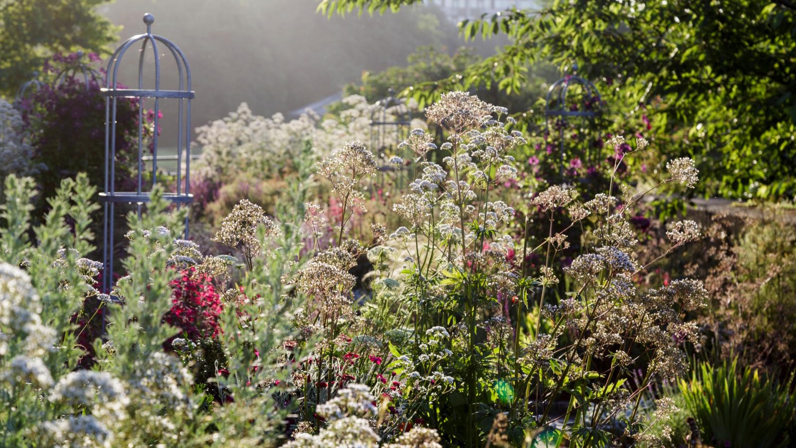 ALDI trellis