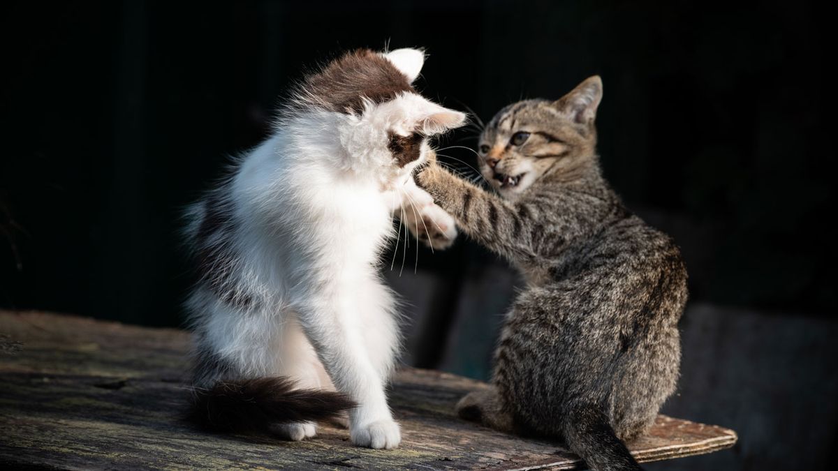 Vet shares four tips for dealing with aggressive kittens — and the last ...