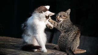 A pair of kittens play-fighting