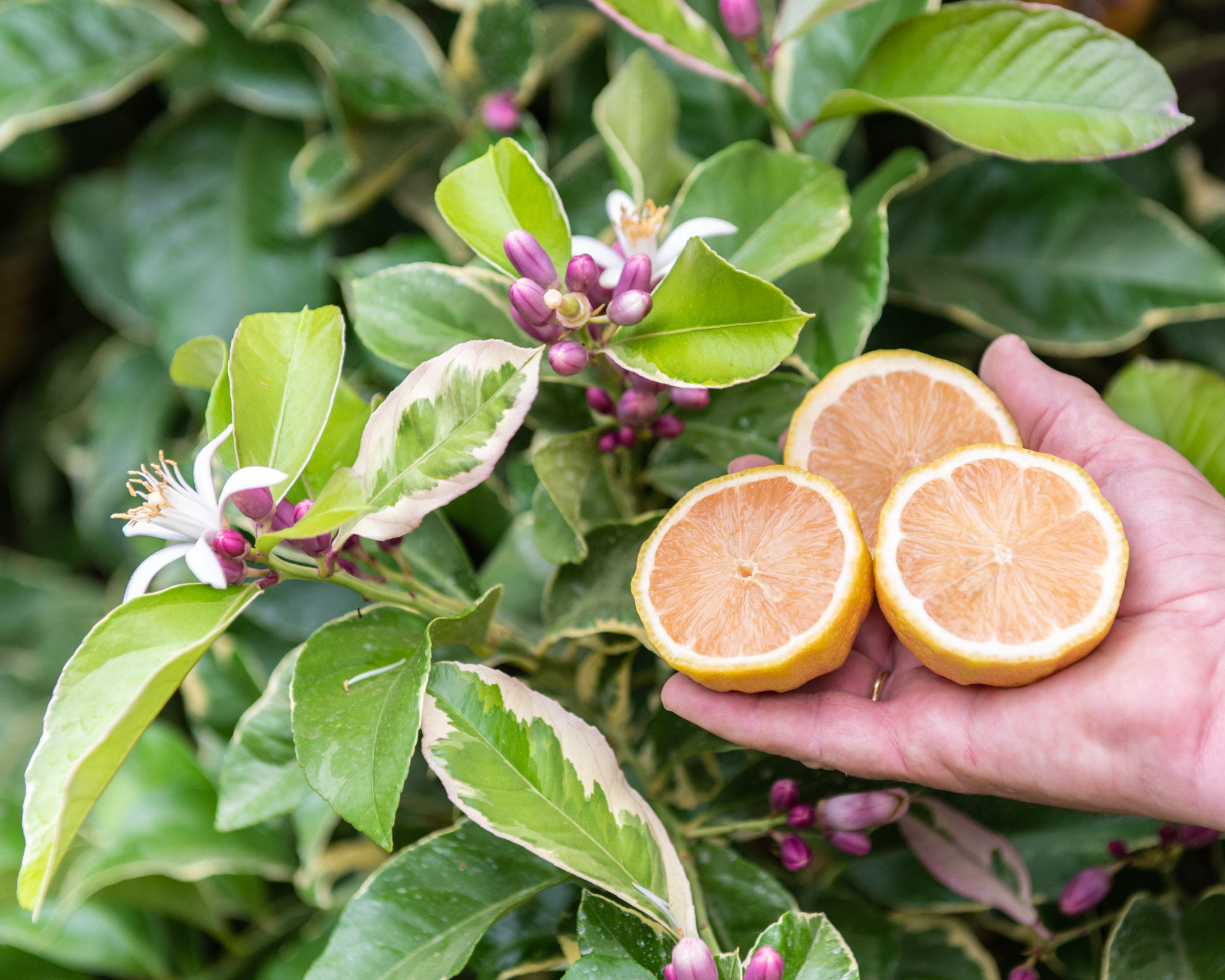 eureka variegated pink lemon tree and lemons