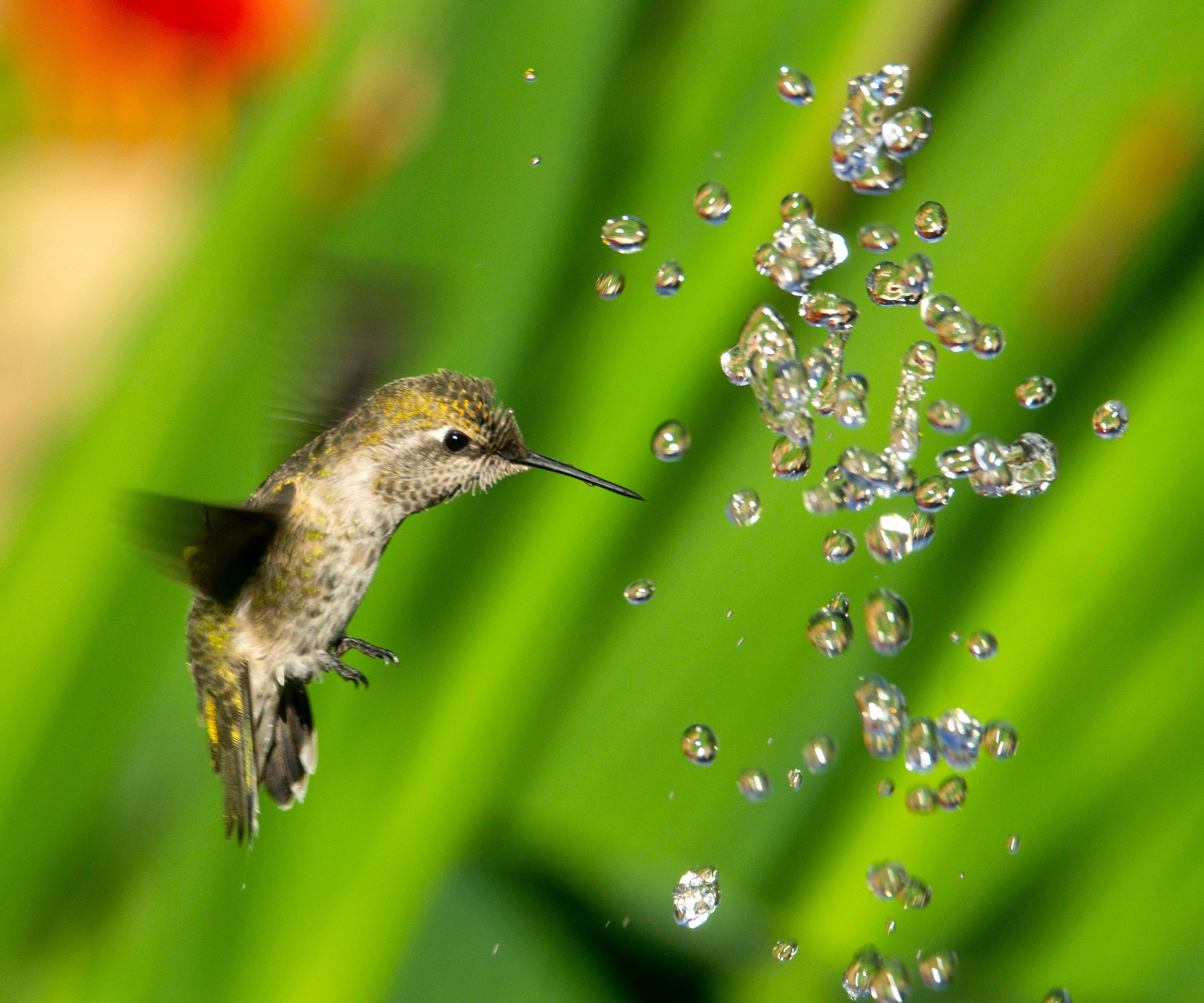 hummingbird playing with water feature