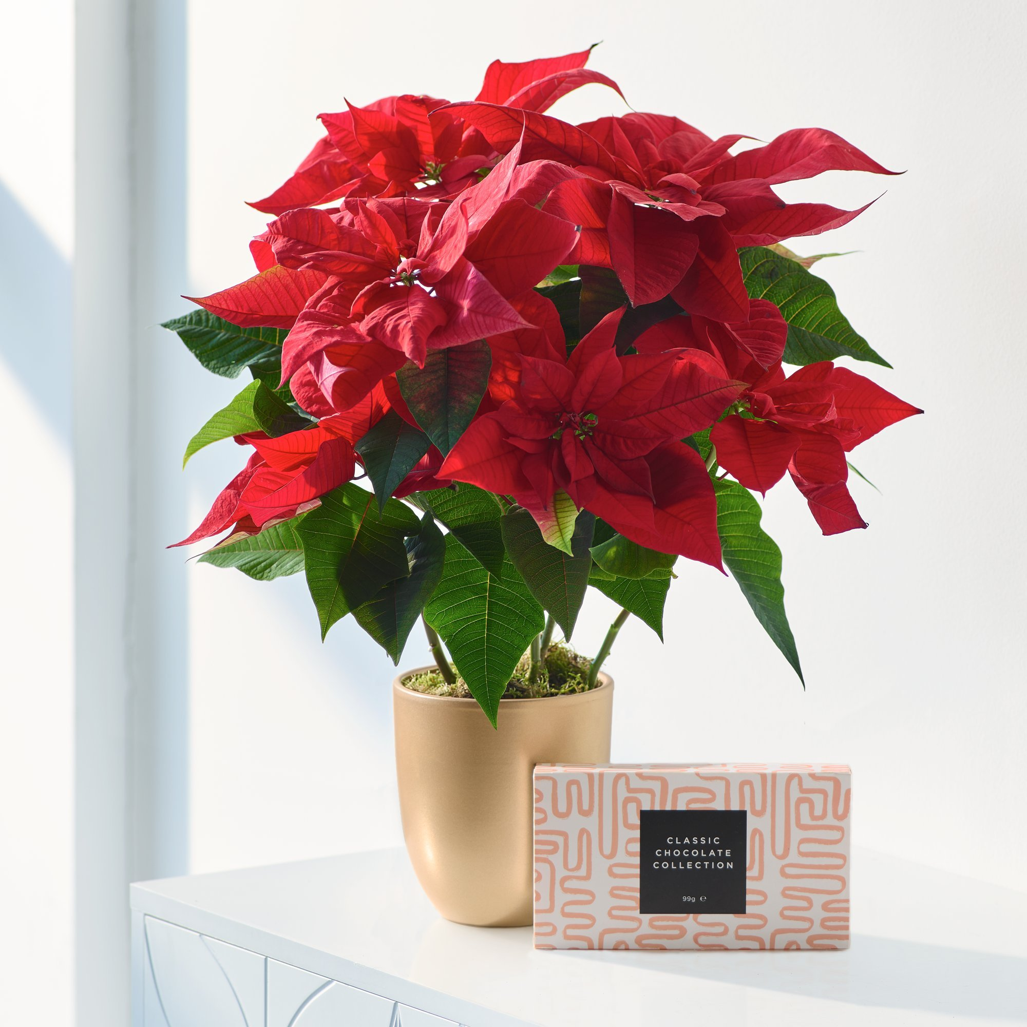 Christmas Poinsettia Gift Set