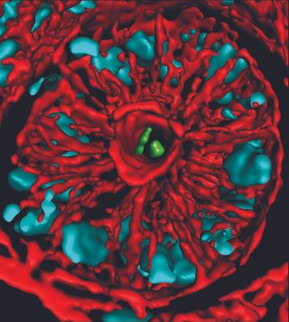 Gut bacteria in a section of colon