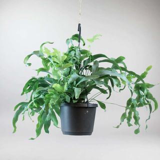 Blue Star Fern | Phlebodium Aureum 'blue Star'