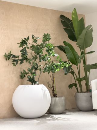 A couple of large houseplants in planters