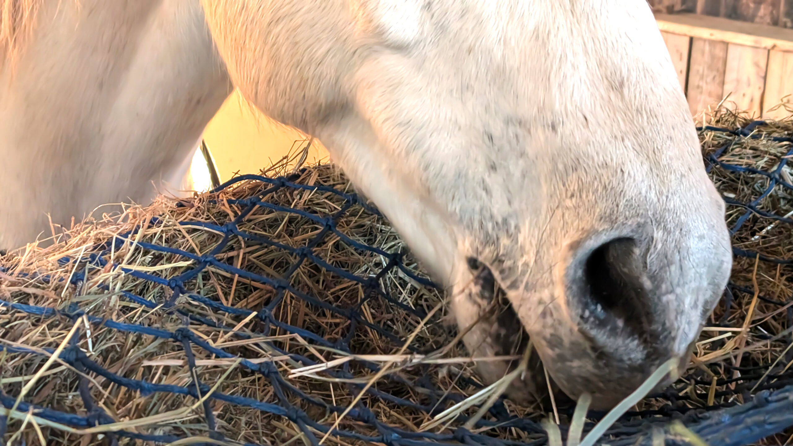 Close up of head of a white horse eating hay in a stable