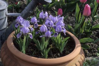 purple irises in terracotta pot