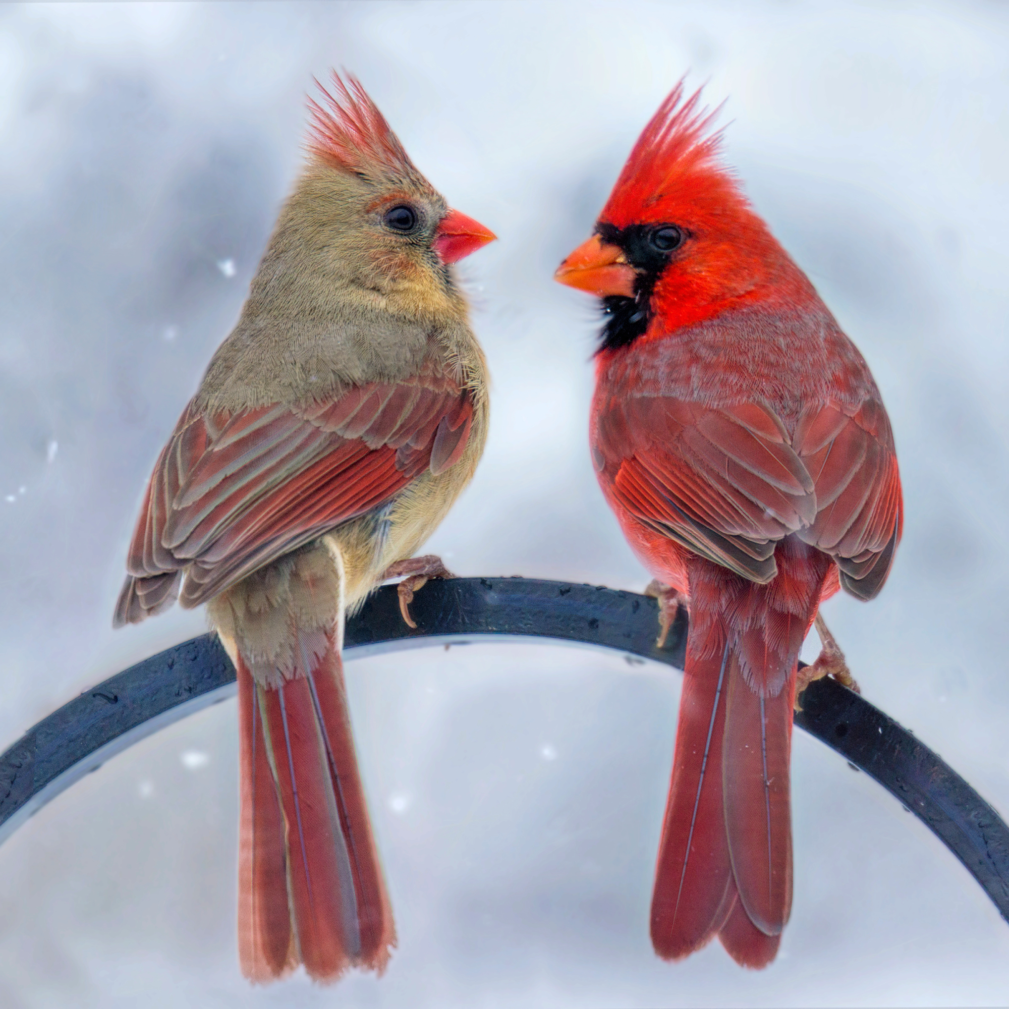 two cardinals in winter snow