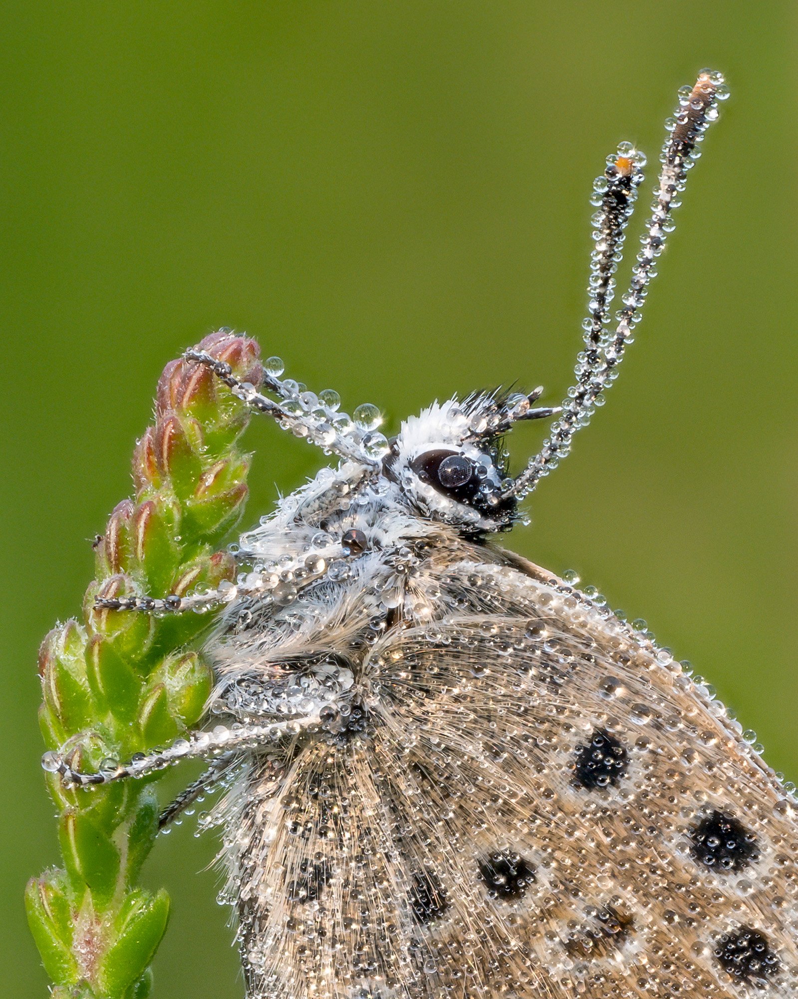 Macro close-up photograph by Nigel A Ball showing a butterfly covered in dew, while perched on a blade of grass against a green background 