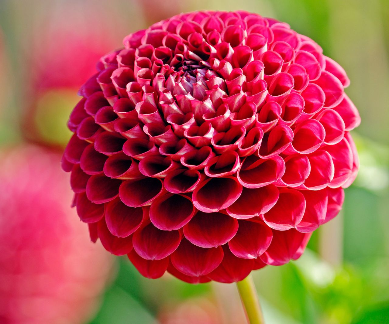 Types of dahlias: 16 showstoppers for beds and borders