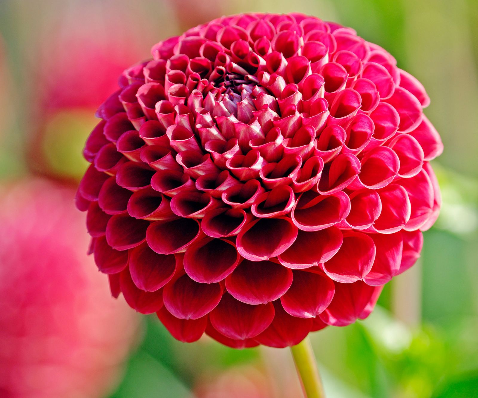 Types of dahlias: 16 showstoppers for beds and borders | Homes & Gardens