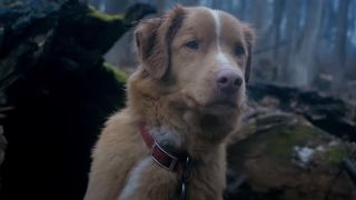 Indy the dog outside in woods in "Good Boy" horror film.