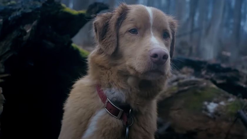 Indy the dog outside in woods in &quot;Good Boy&quot; horror film.
