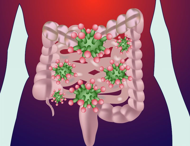 An artist&#039;s diagram shows bacteria residing in the human gut.