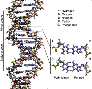 A schematic of a DNA molecule. The four nucleobases – A, T, C and G – are shown at right. Note the repeating backbone of oxygen, carbon and phosphorus throughout the double helix structure of DNA.