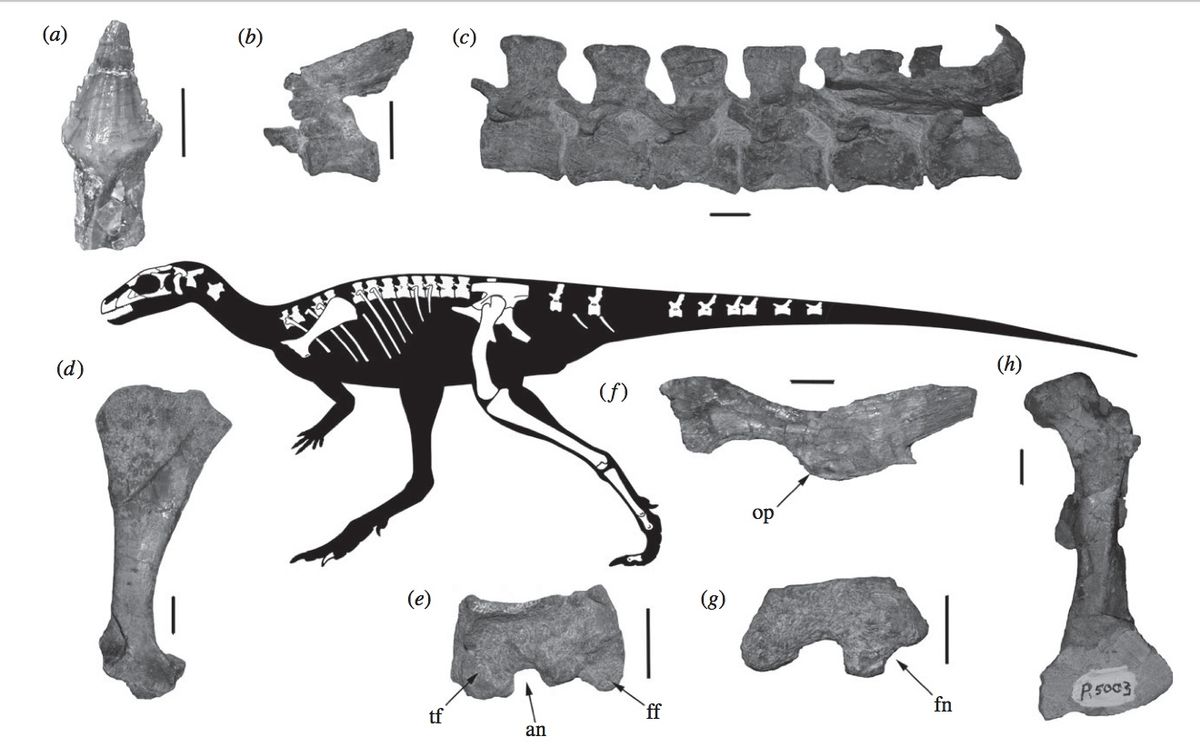 Cosesaurus In Images: Newfound Dinosaur from Venezuela | Live Science