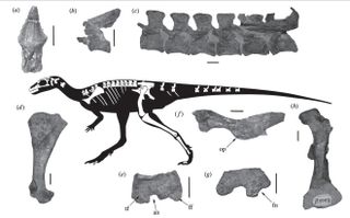 a composite reconstruction of the dinosaur Laquintasaura venezuelae, with representative skeletal elements