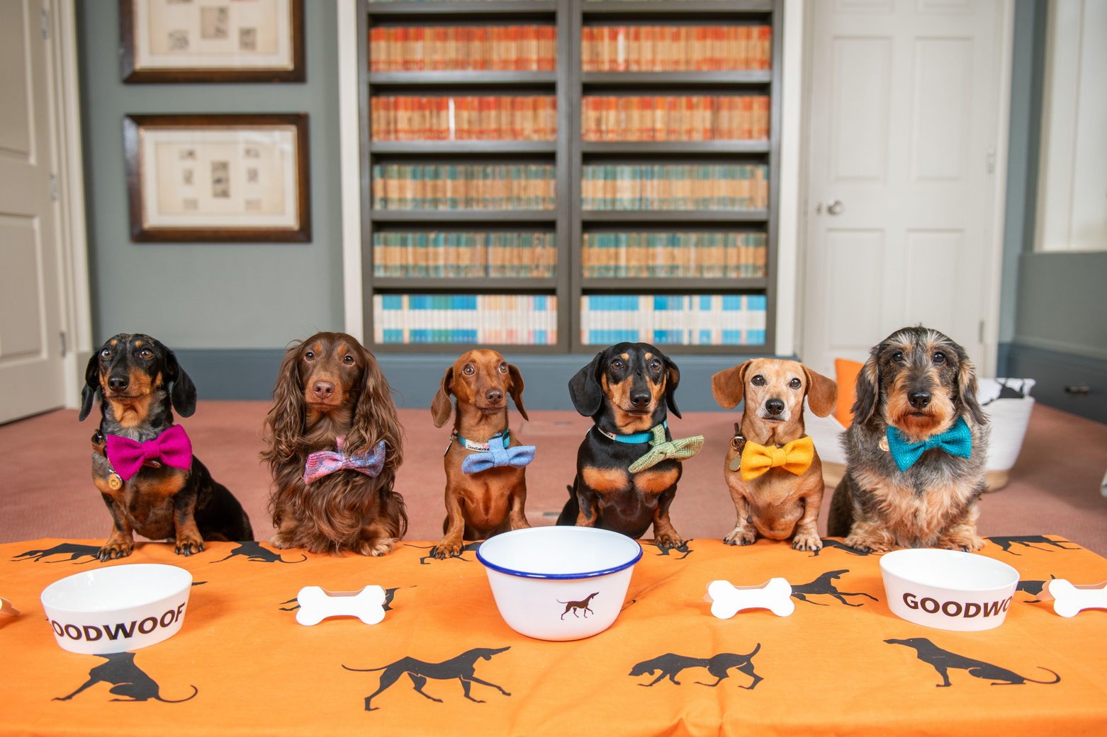 Dachshunds at Goodwoof