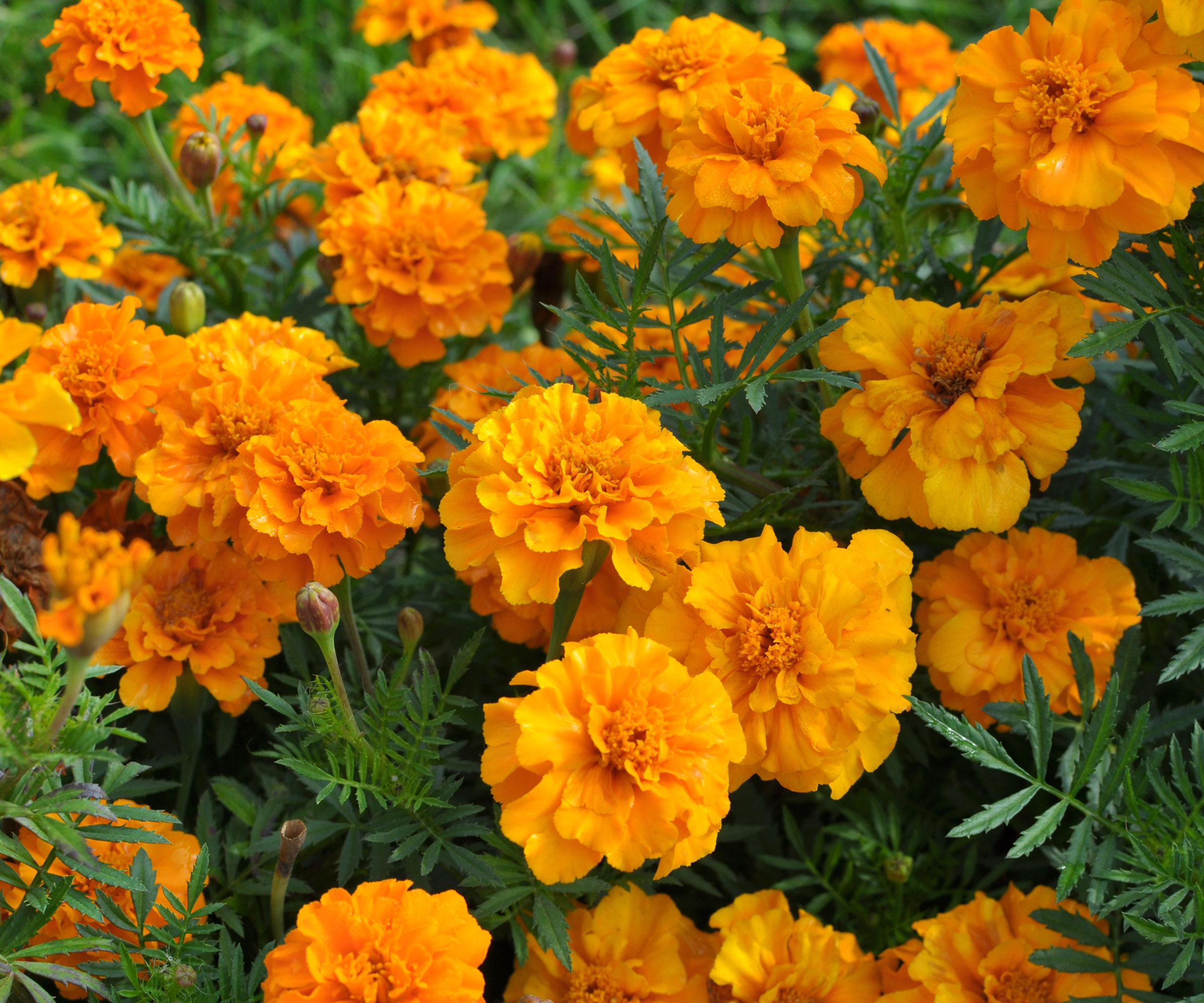 orange marigold flowers in summer display