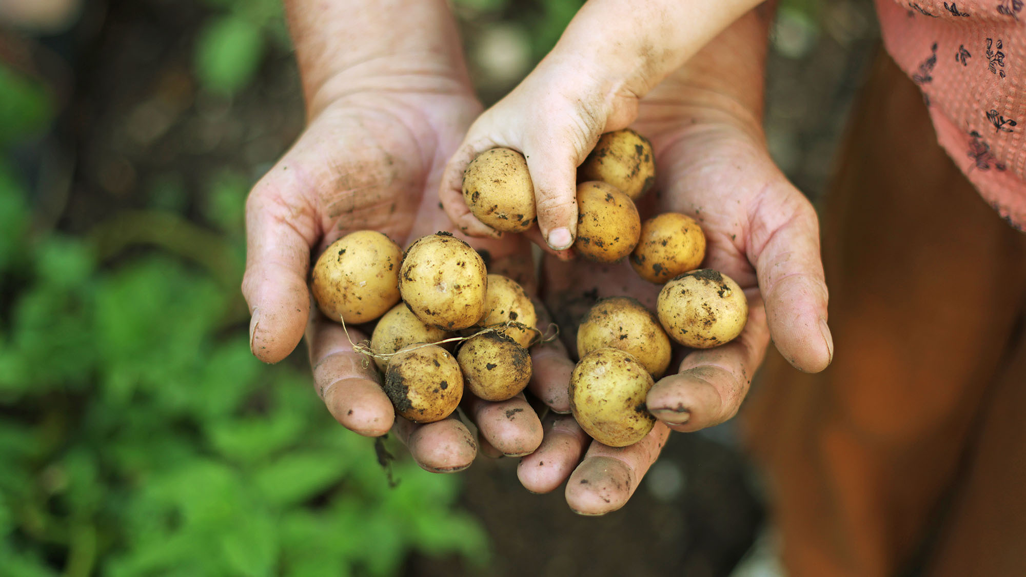 Child and adult holding crop of freshly harvested baby potatoes