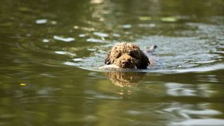 Poodle swimming