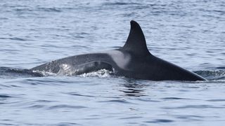 A pilot whale calf swims next to a female orca as if she were its mother.