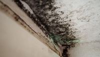 Black mould on a ceiling