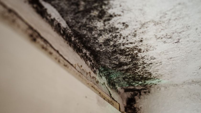 Black mould on a ceiling