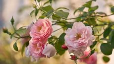 Soft pink garden roses