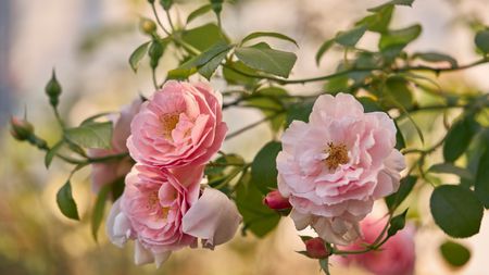 Soft pink garden roses