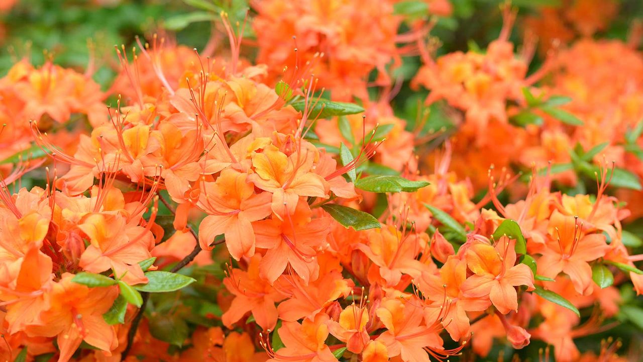 How and when to move a rose: step by step expert advice | Homes and Gardens