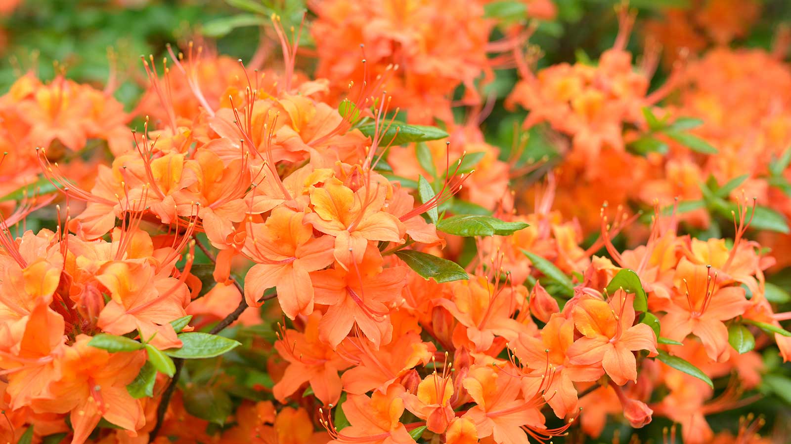 orange azalea in flower