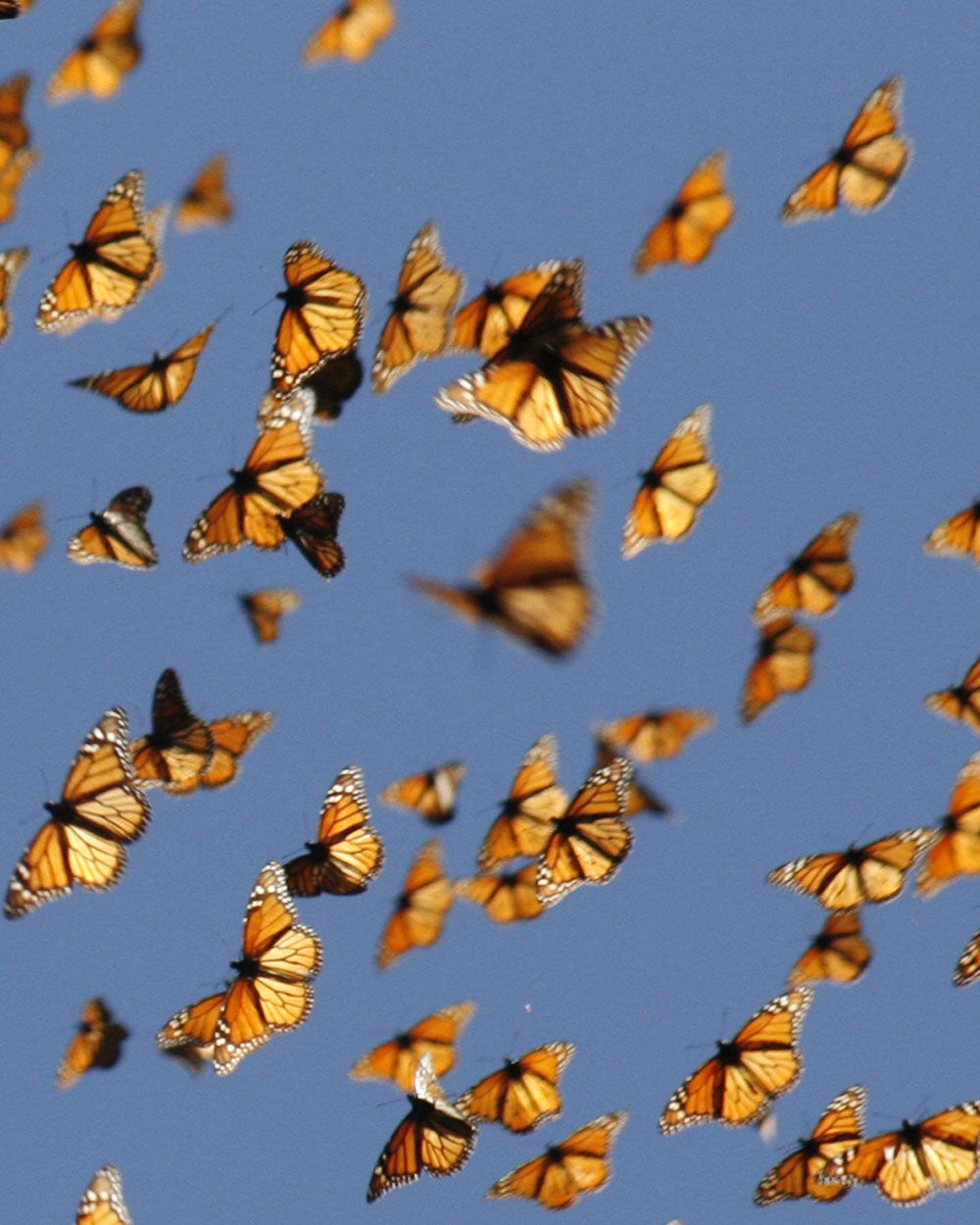 The Mighty Migration of the Magnificent Monarch « Conserve