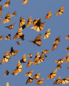 Migrant monarch butterflies in mid-air as they travel south.
