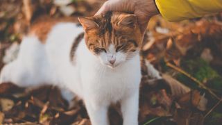 Cat outside being stroked on the head