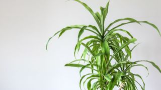 Yucca (Yucca elephantipes) against a white backdrop