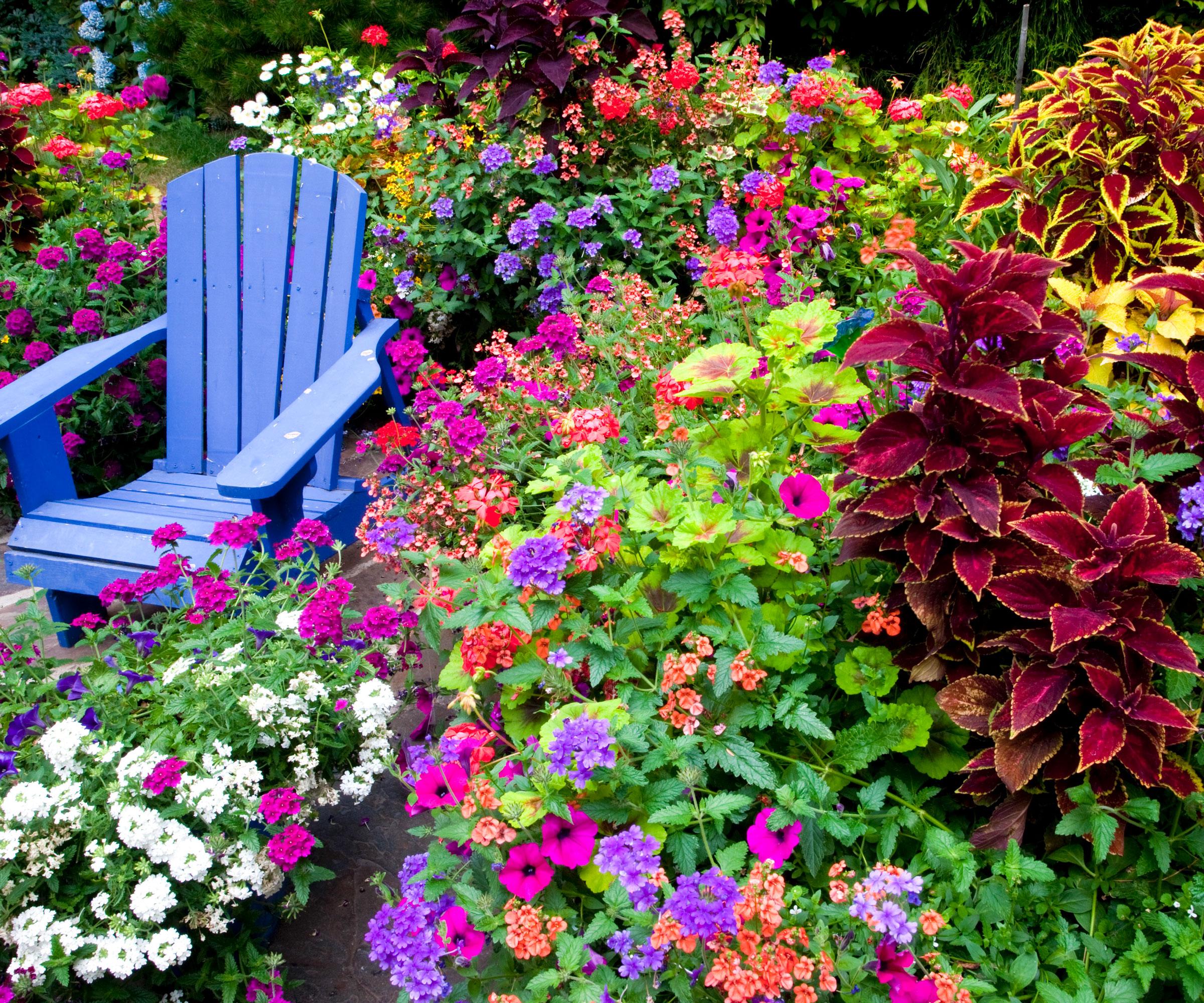 mixed color herbaceous garden planting with blue chair and lots of flowers