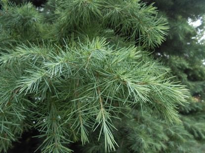 Close up of the needles of a Japanese umbrella pine tree