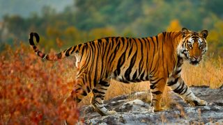 Tiger at Bandhavgarh National Park, one of the best places to visit in india