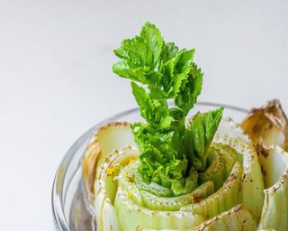 Sprouting celery root in the cup of water later to be planted in the soil