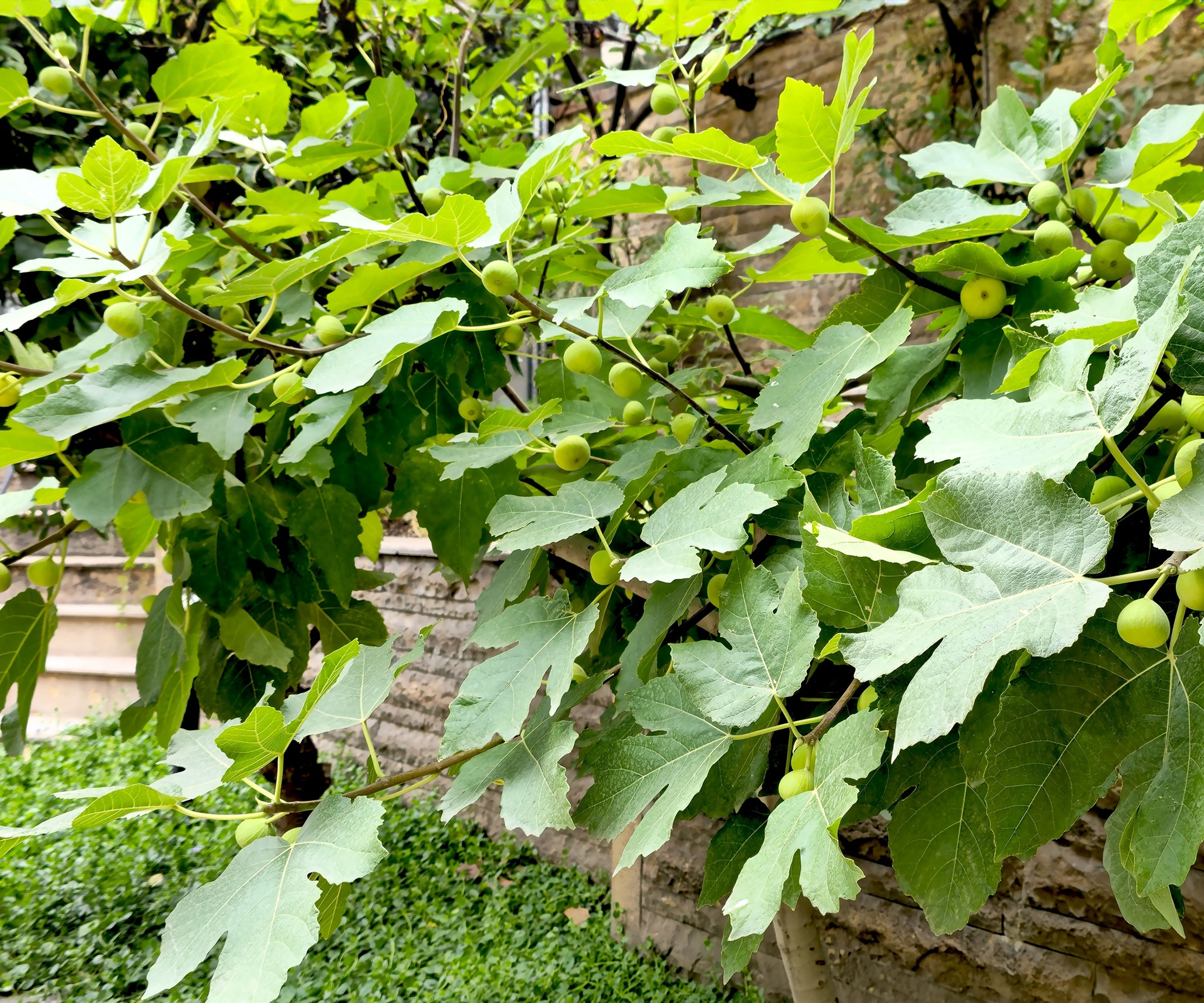 green fig tree growing against a wall
