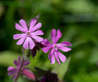 Red flowers of red campion silene dioica