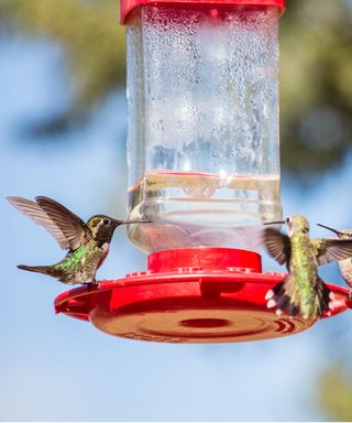 Hummingbirds on a red feeder