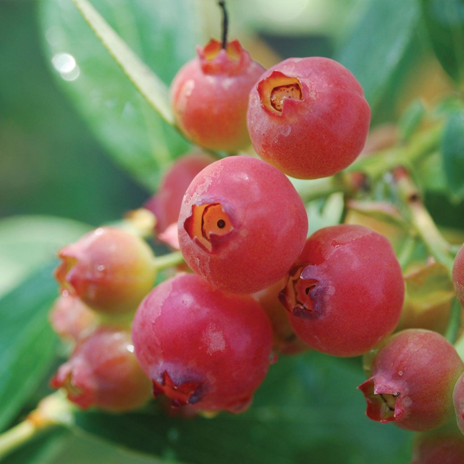 Pink Lemonade Blueberry - 1 Plant