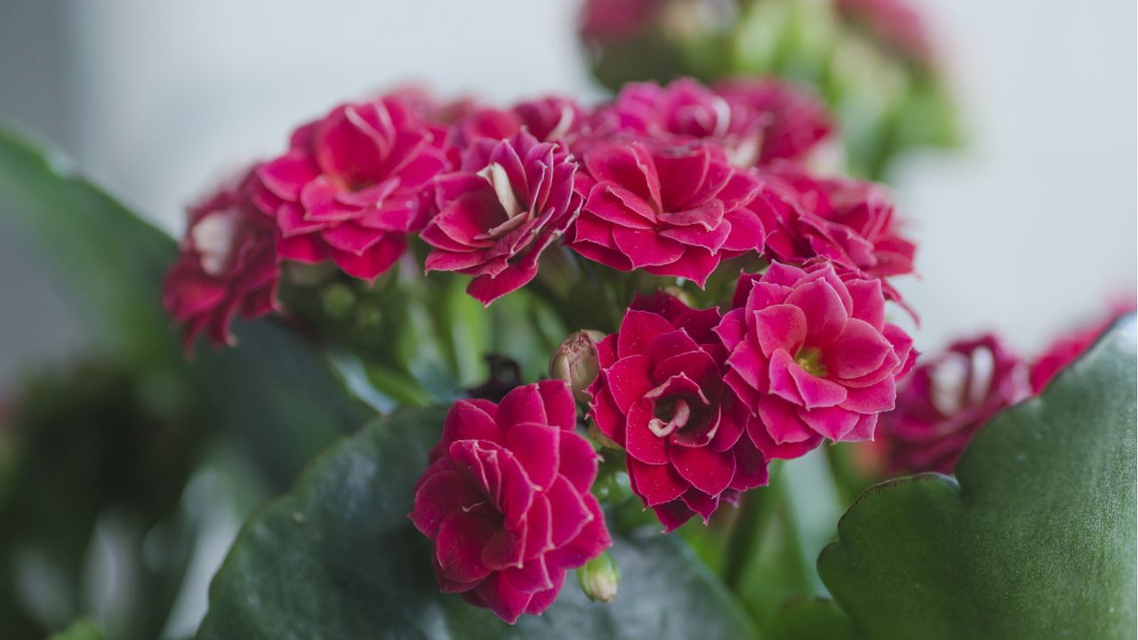 Pink flowering kalanchoe