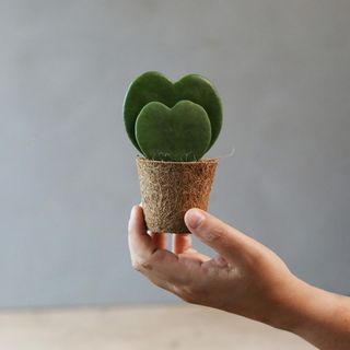 heart shape plant hold in hand