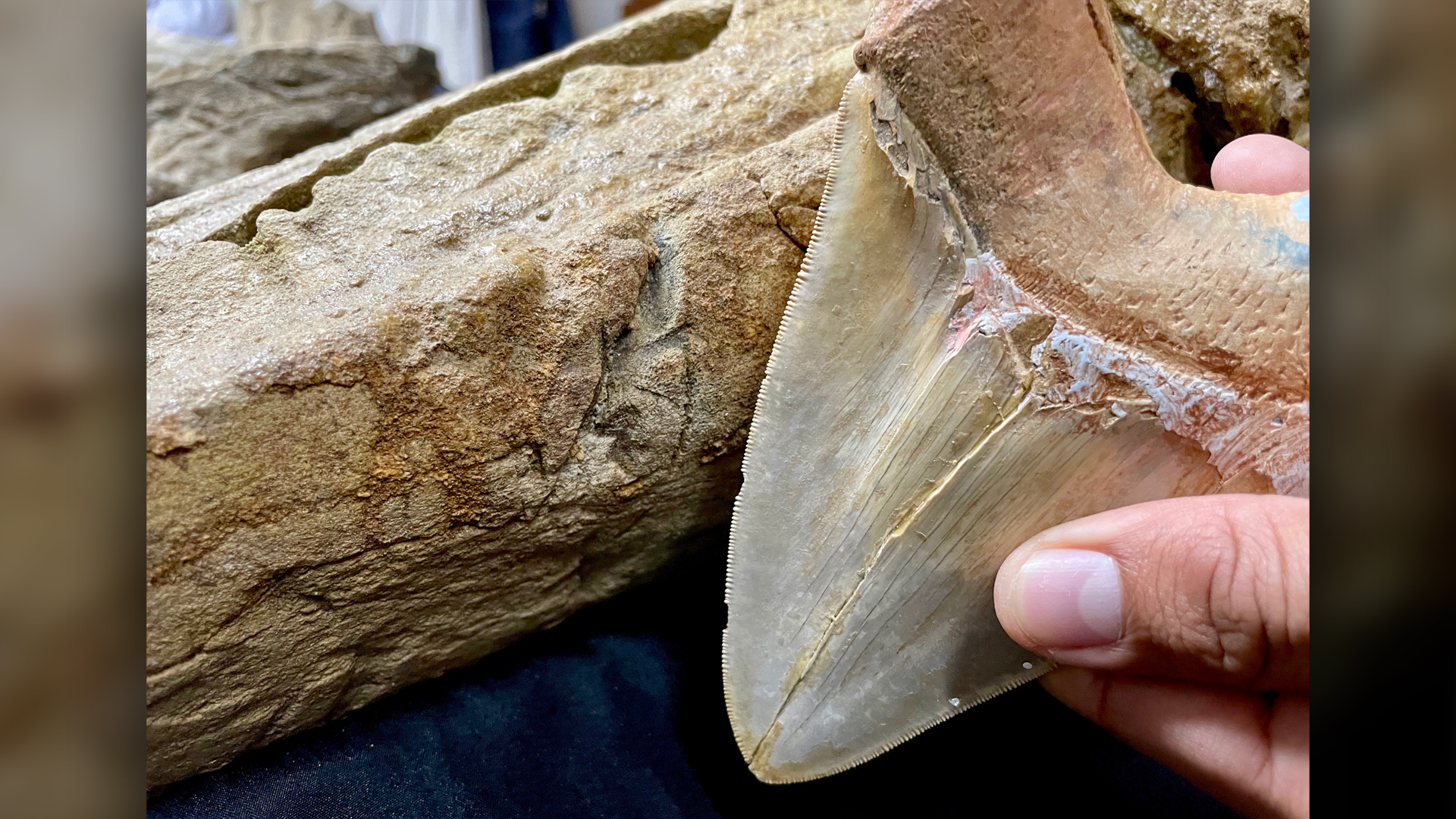 The giant teeth of Megalodon left a peculiar scar on the fossil skull.