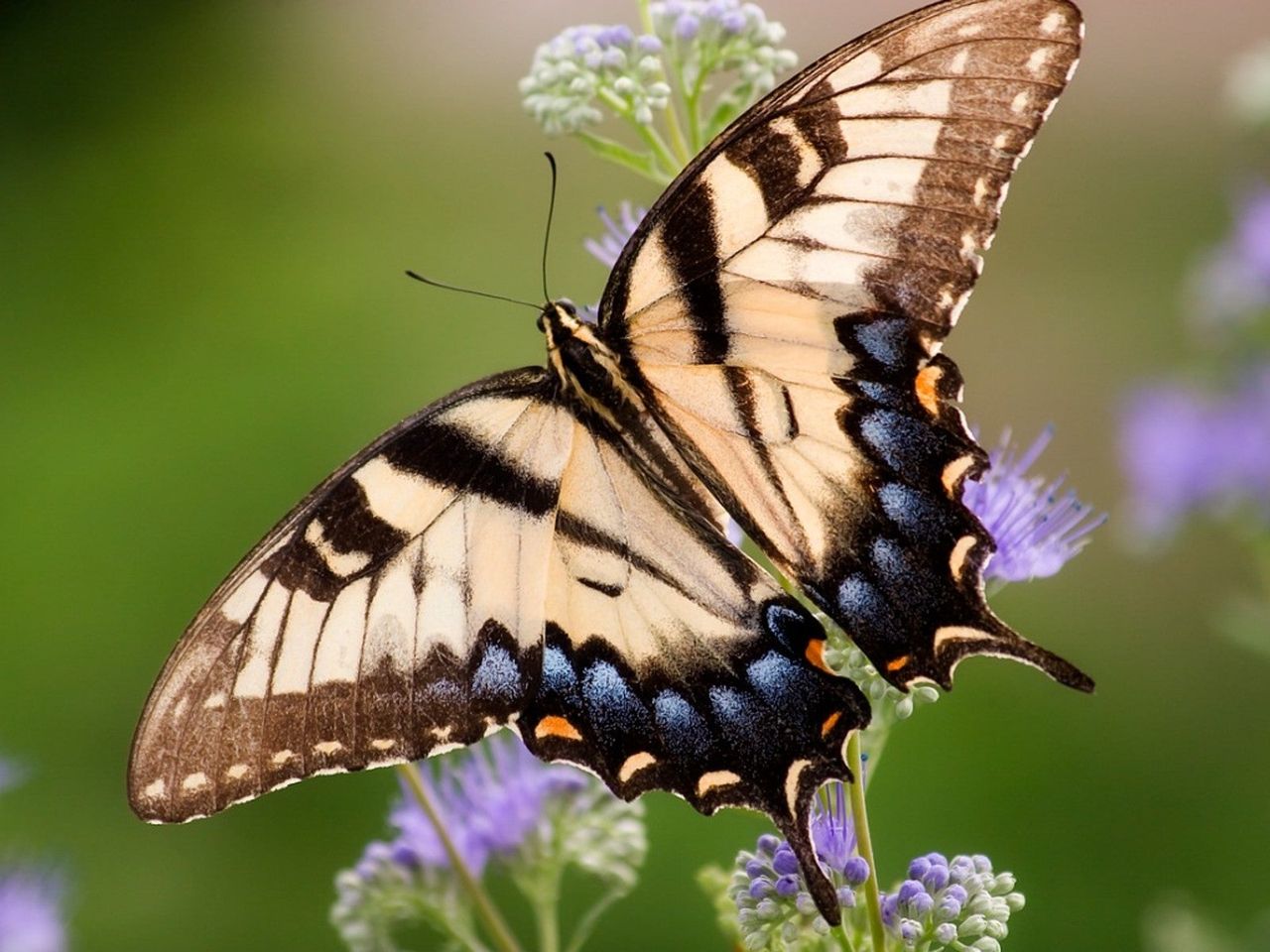 Swallowtail butterfly